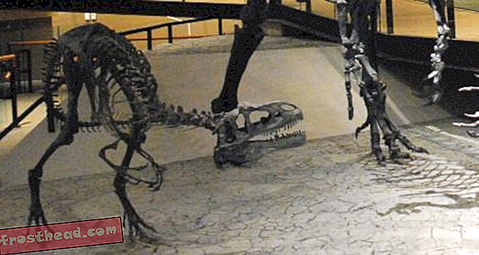 статии, блогове, проследяване на динозаври, наука, динозаври - След динозавърските водопади