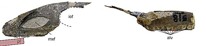 Geminiraptor помага да се постави рекорд на Юта Динозавър