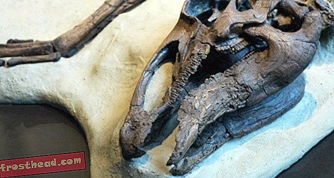 Mis on Hadrosauri naha saladus?