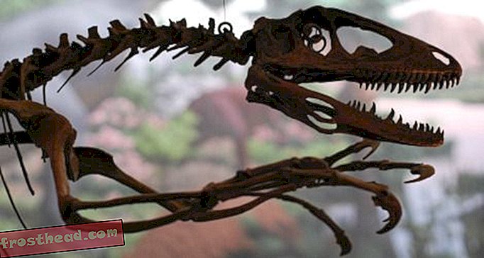„Ситни палеонтолог“ воли диносаурусе