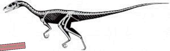 статии, блогове, проследяване на динозаври, наука, динозаври - Тала халае и създаването на месоядни динозаври