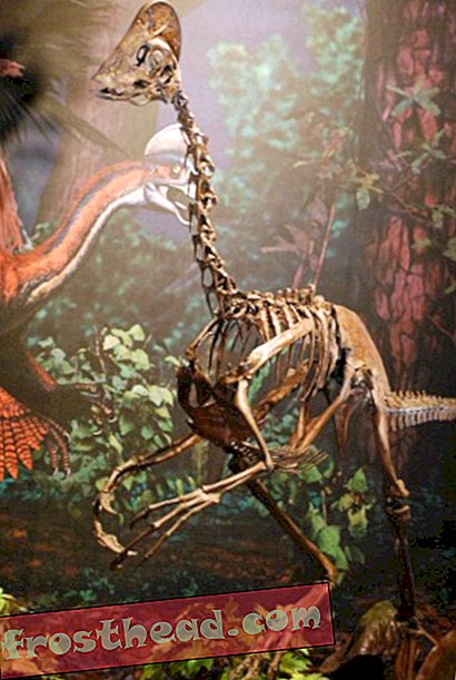 artiklid, ajaveebid, dinosauruste jälgimine, teadus, dinosaurused - SVP väljasaatmine: dinosauruste ümardamine