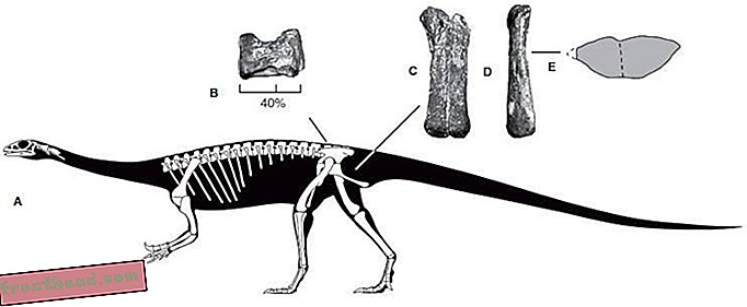 Zapletena zgodovina Anchisaurusa v Connecticutu