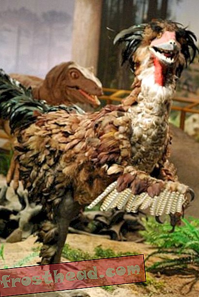 Egy igazán szörnyű Deinonychus, a Las Vegas Természettudományi Múzeumban.