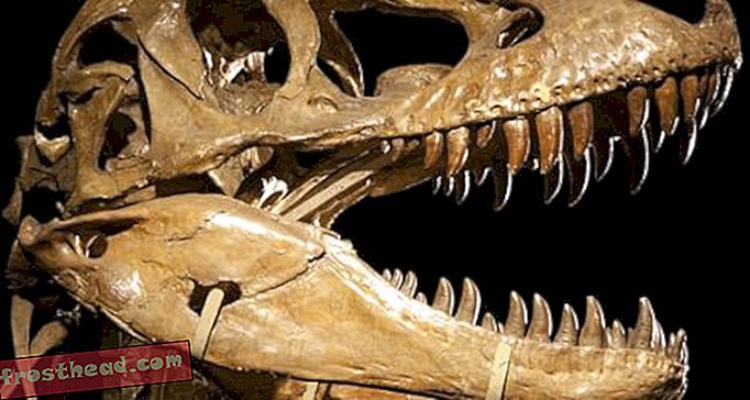 Tarbosaurus-jäännökset selittävät dinosaurus-mysteerin
