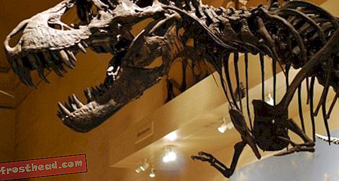 Artikel, Blogs, Dinosaurier-Tracking, Wissenschaft, Dinosaurier - T. rex Versucht…
