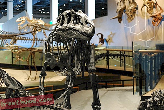 מאמרים, בלוגים, מעקב אחר דינוזאורים, מדע, דינוזאורים - האם אי פעם נמצא את כל הדינוזאורים?