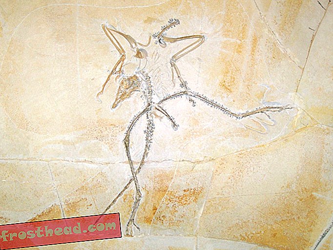članci, blogovi, praćenje dinosaura, znanost, dinosauri - Bacanje pozornijeg pogleda na Arheopteryx