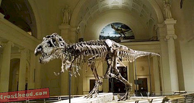 artiklid, ajaveebid, dinosauruste jälgimine, teadus, dinosaurused - T. Rexi ärkamine toob Sue elule