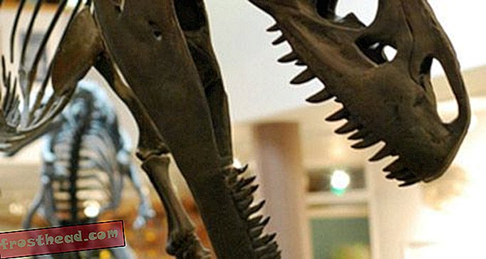 artikel, blog, penjejakan dinosaur, sains, dinosaur - Mengambil Bite Daripada Tail Sauropod
