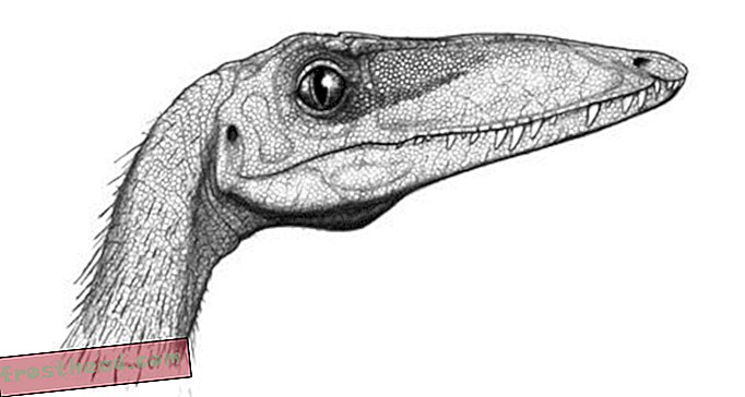 статьи, блоги, слежение за динозаврами, наука, динозавры - Интригующий, разочаровывающий кампозавр