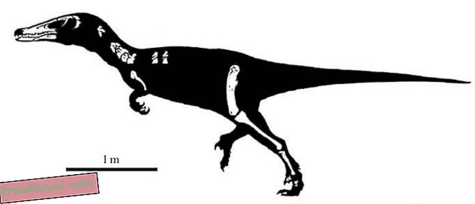 Austroraptor: um assassino gigante com garras de foice