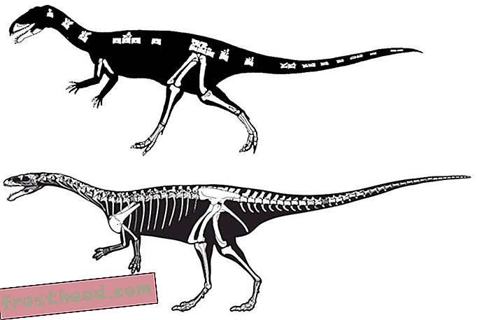 статии, блогове, проследяване на динозаври, наука, динозаври - Masiakasaurus получава няколко докосвания