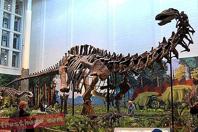 El misterio de la cabeza del brontosaurio desaparecido