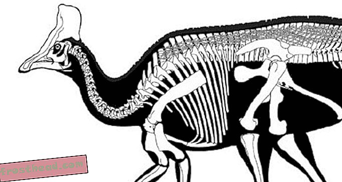статии, блогове, проследяване на динозаври, наука, наука, динозаври - Очертаване на Олоротитан