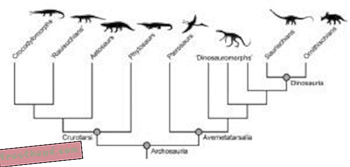 Rastreando el origen de los dinosaurios