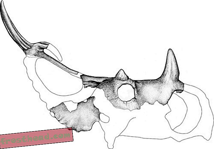 Artikel, Blogs, Dinosaurier-Tracking, Wissenschaft, Dinosaurier - Spinops: Der längst verlorene Dinosaurier