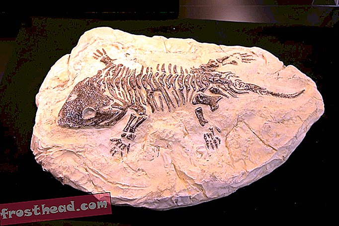 Que feriez-vous si vous trouviez un fossile sur le sol?-articles, blogs, suivi de dinosaures, science, dinosaures