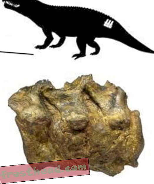 artiklid, ajaveebid, dinosauruste jälgimine, teadus, dinosaurused - Iidne archosauri artriit