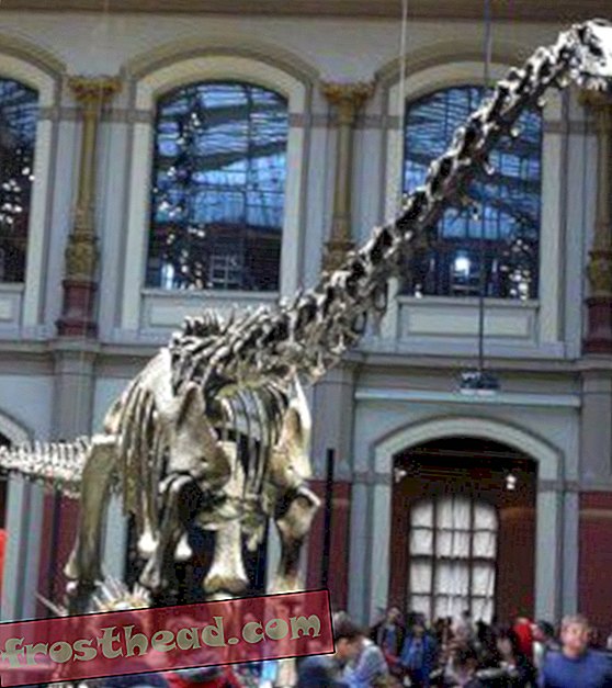 Hielden Sauropoden hun hoofd omhoog?