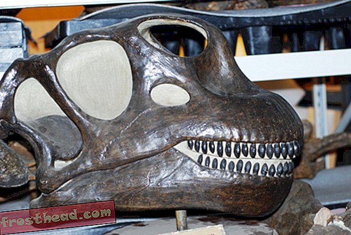artikkelit, blogit, dinosaurusseuranta, tiede, dinosaurukset - Varhainen esikatselu AMNH: n "Maailman suurimmista dinosauruksista" -näyttelystä