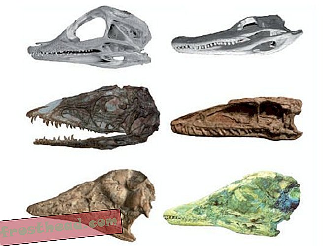 artiklid, ajaveebid, dinosauruste jälgimine, teadus, dinosaurused - Lindudel on alaealised dinosauruste pealuud
