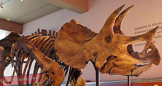 विशाल Triceratops अल्बर्टा में खुला