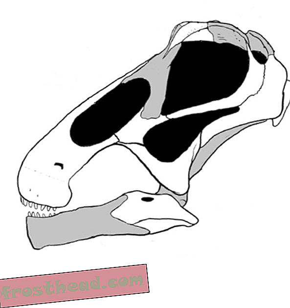 članci, blogovi, praćenje dinosaura, znanost, dinosauri - Paleontolozi još jednom pogledaju sauropod s kvadratnim ustima