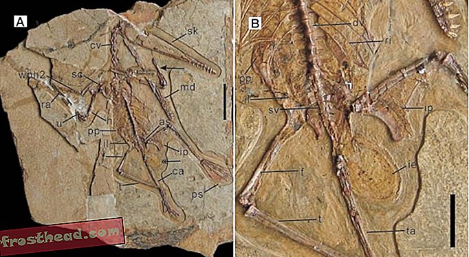 लेख, ब्लॉग, डायनासोर ट्रैकिंग, विज्ञान, डायनासोर - Pterosaurs उड़ने के लिए पैदा हुए थे