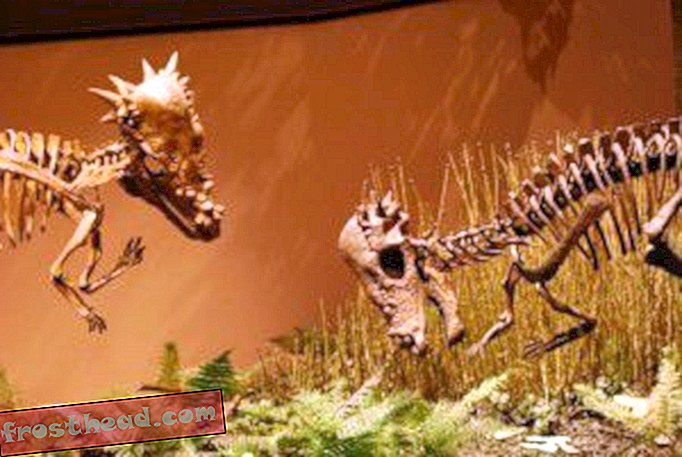 “Benhodede” dinosaurer omformet hodeskallene deres