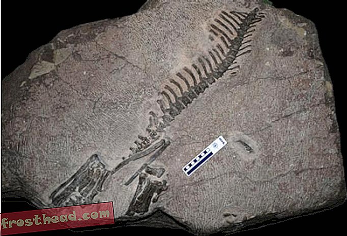 Koreaceratops - en svømming Ceratopsian?