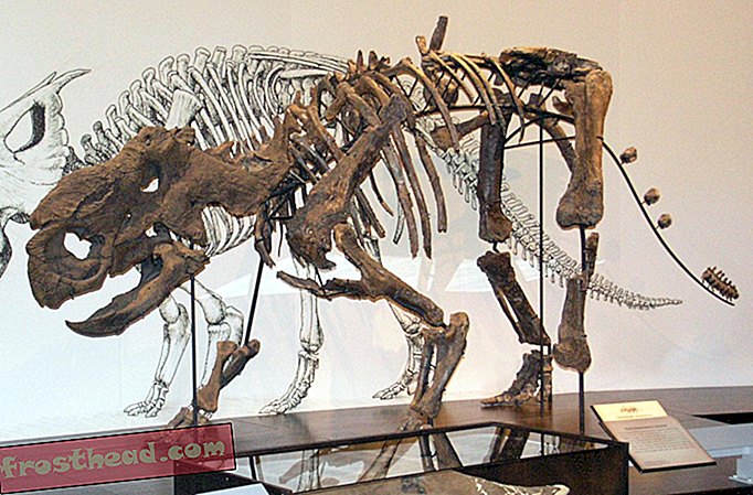מאמרים, בלוגים, מעקב אחר דינוזאורים, מדע, דינוזאורים - דינוזאורים מקוררים בטונדרה אלסקה