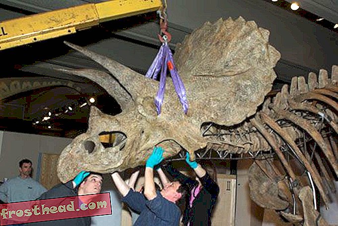 "Cliff" το Triceratops βρίσκει ένα καλό σπίτι