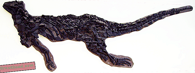 artikel, blog, penjejakan dinosaur, sains, dinosaur - St George Memperoleh Scelidosaurus