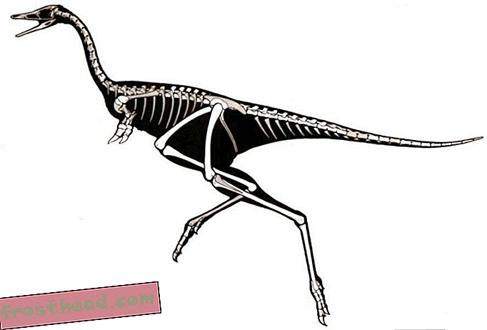 Linhenykus: En rar dinosaur med en finger