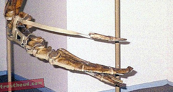 Hvilken forhistorisk reptil hører disse tre-fots klørne til?-artikler, blogger, dinosaursporing, vitenskap, vitenskap, dinosaurier