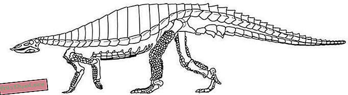 artículos, blogs, seguimiento de dinosaurios, ciencia, dinosaurios - Los esqueletos articulados dan una nueva mirada a los "armadillodiles"