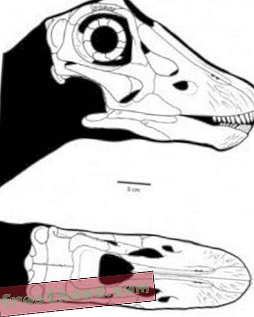 Harv alaealine Diplodocus kolju jutustab Dino-dieedi muutumisest