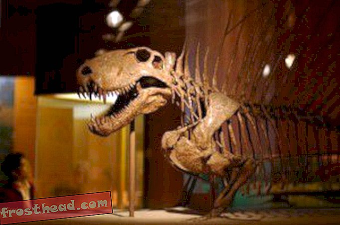 članci, blogovi, praćenje dinosaura, znanost, dinosauri - Postavljanje paleozojskog parka u Novom Meksiku