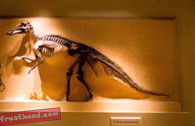 Artikel, Blogs, Dinosaurier-Tracking, Wissenschaft, Dinosaurier - "Dakota", die Hadrosaurierin, gibt ihr Debüt
