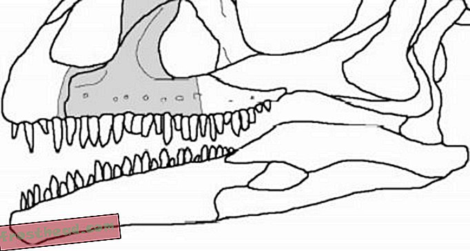 Pachysuchus Всъщност един скрит динозавър