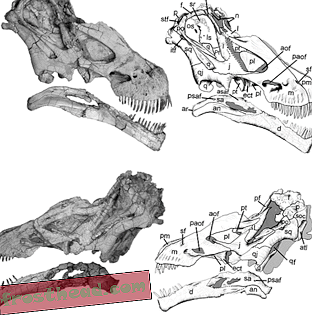 articles, blogs, suivi de dinosaures, science, dinosaures - Tapuiasaurus Obtient Une Tête