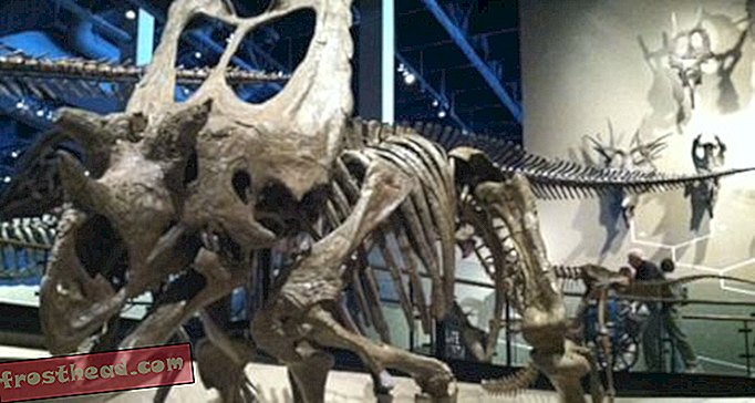Utahceratops Debut-članci, blogovi, praćenje dinosaura, znanost, dinosauri