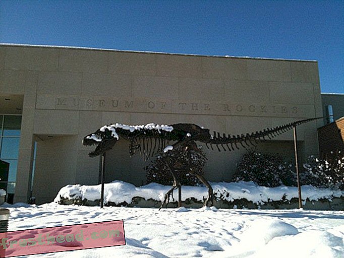 artiklid, ajaveebid, dinosauruste jälgimine, teadus, dinosaurused - Dinosauruste nägemine: Tyrannosaurus külmutab