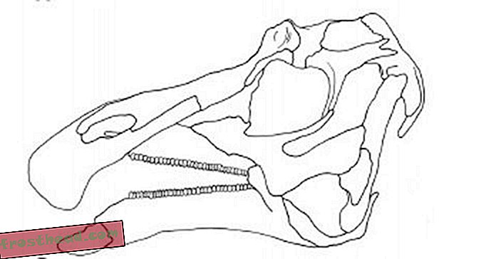 Acristavus: le nouveau hadrosaure d'Amérique du Nord