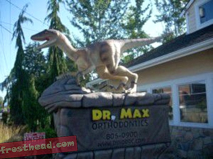 artículos, blogs, seguimiento de dinosaurios, ciencia, dinosaurios - Avistamiento de dinosaurios: dinosaurio dental