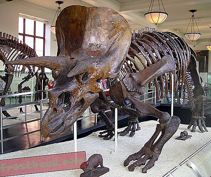 Lõdvestu - Triceratops oli tõesti olemas