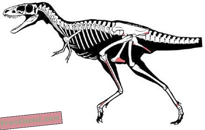 מאמרים, בלוגים, מעקב אחר דינוזאורים, מדע, דינוזאורים - Raptorex: רודן חדש, זעיר