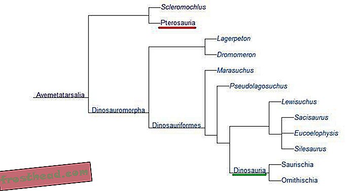 статии, блогове, проследяване на динозаври, наука, динозаври - Защо птерозавърът не е динозавър