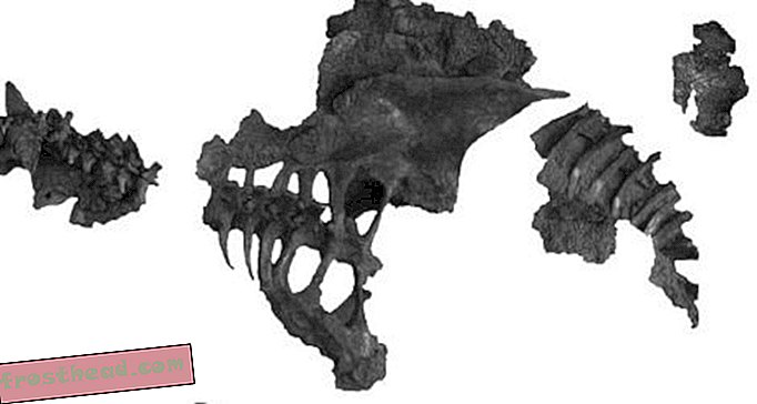 artikkelit, blogit, dinosaurusseuranta, tiede, dinosaurukset - D on Dyoplosaurus